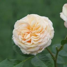 Timeless Cream Rose (Rosa Timeless Cream) 4